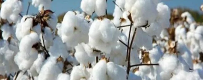 Cotton